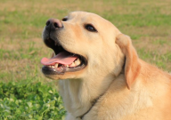 拉布拉多幾個(gè)月適合訓(xùn)練（最好）